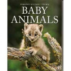 Baby Animals (Snapshot Picture Library) (Paperback)