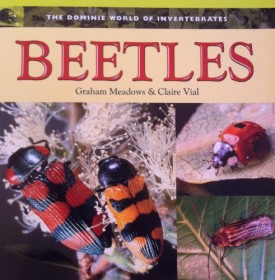 BEETLES (Dominie World of Invertebrates)