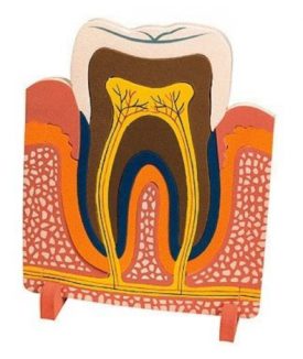 Tooth - Educational Foam Model