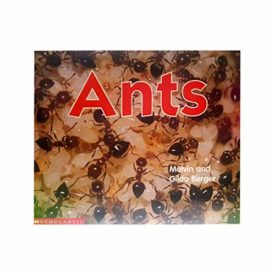 Ants (Scholastic Time-to-Discover Readers) (Paperback)